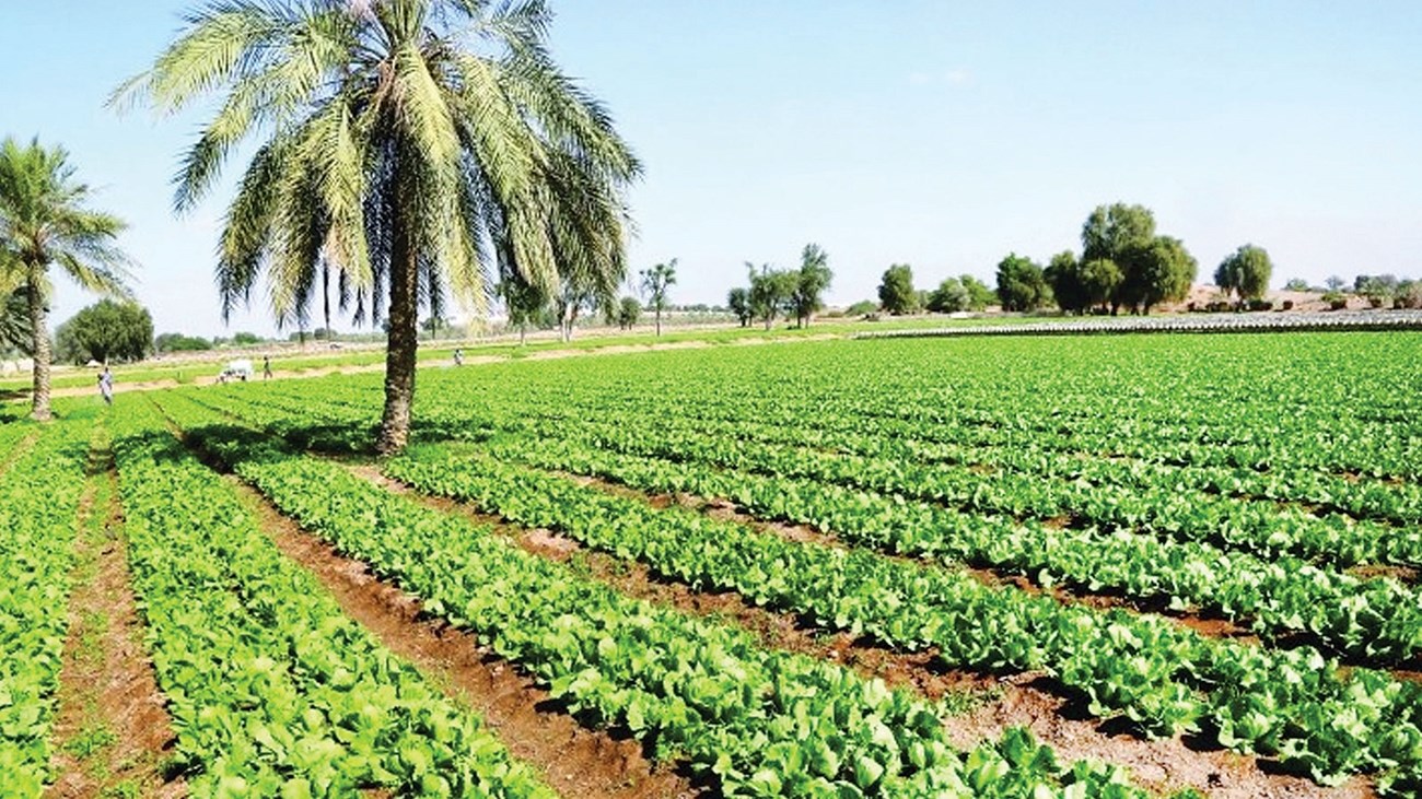 بلجيكا تدعم تطوير الزراعة وسلاسل القيمة في موريتانيا