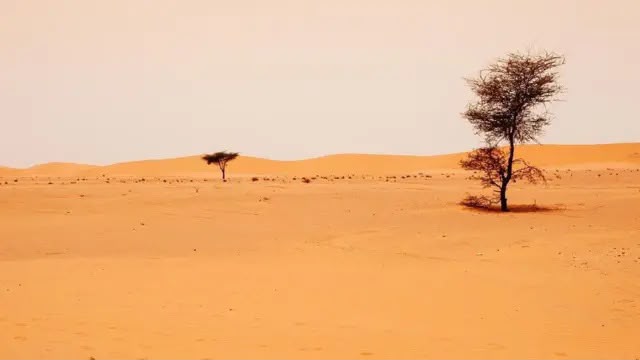 موريتانيا تخطط لإنشاء حزام أخضر لمواجهة زحف الرمال